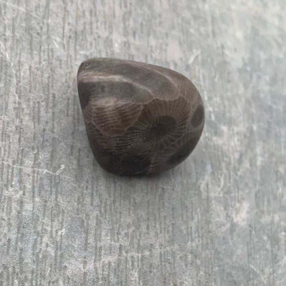 Petoskey stone - Picture 3 of 7